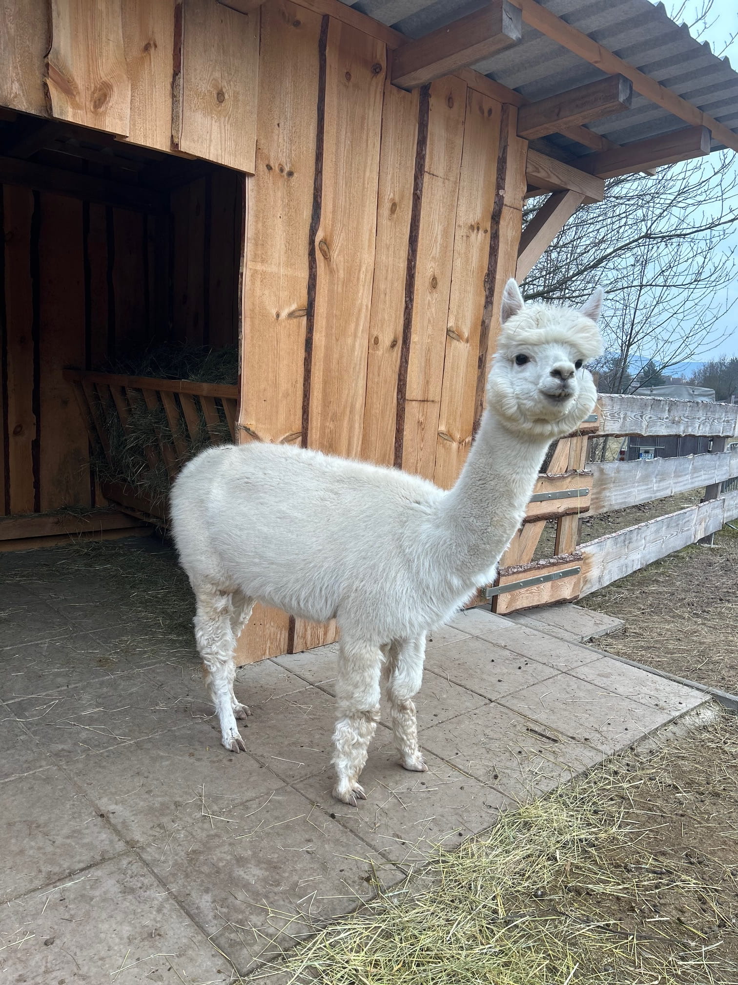 AHR Hadessa 2 AHR Hadessa – Bild 2