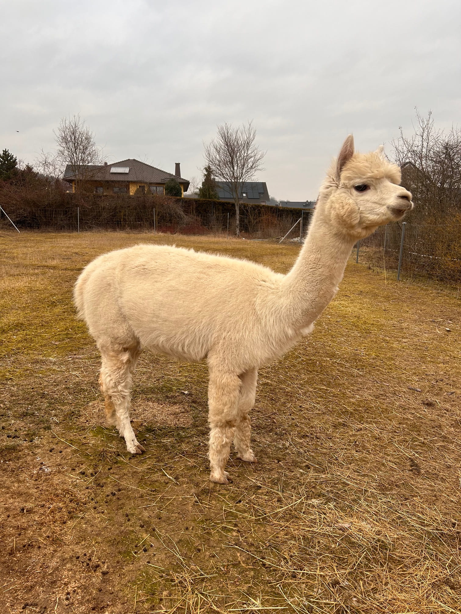 AHR Hadessa 3 AHR Hadessa – Bild 3