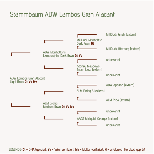 Stammbaum ADW Lambos Gran Alacant Alpakastute für Alpakazucht