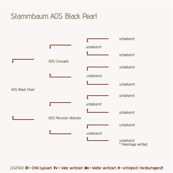 Stammbaum AOS Black Pearl Alpakastute für Alpakazucht