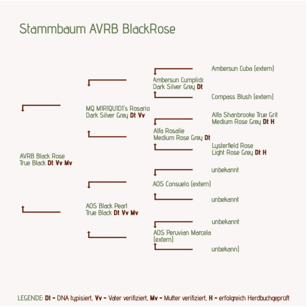 Stammbaum AVRB BlackRose Alpakastute für Alpakazucht