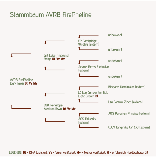 Stammbaum AVRB FirePheline Alpakastute für Alpakazucht