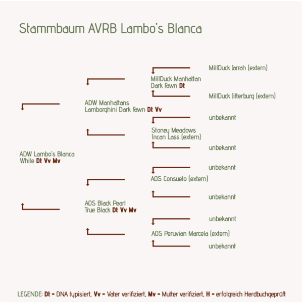 Stammbaum AVRB Lambo's Blanca Alpakastute für Alpakazucht