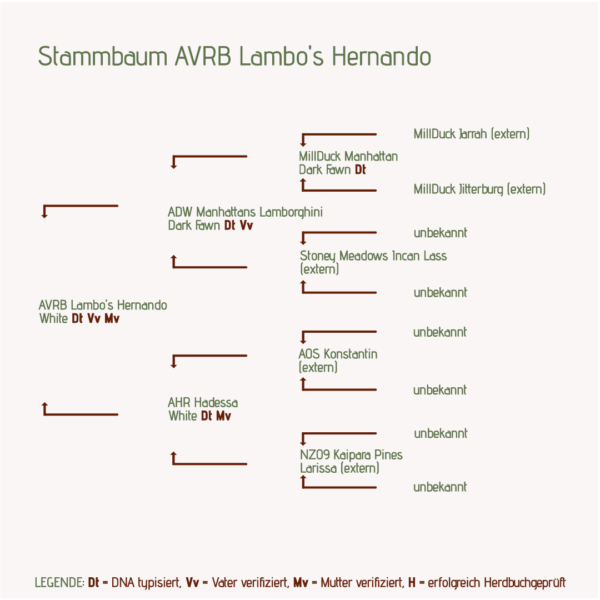 Stammbaum AVRB Lambo's Hernando Alpakahengst für Alpakazucht