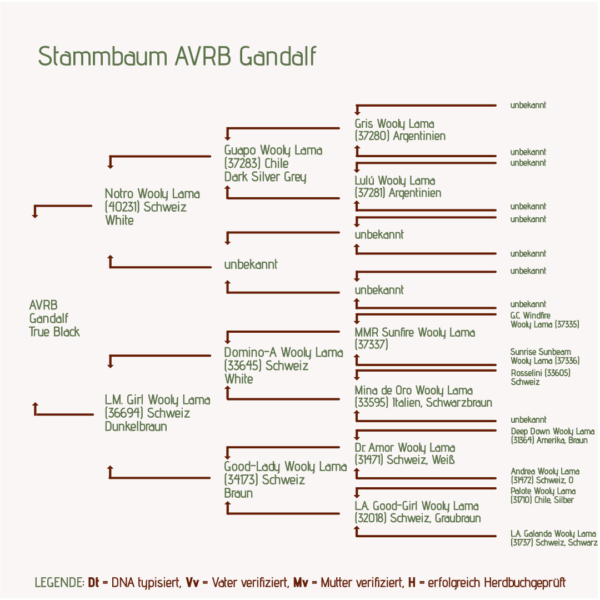 Stammbaum AVRB Gandalf_Lamahengst für Lamazucht