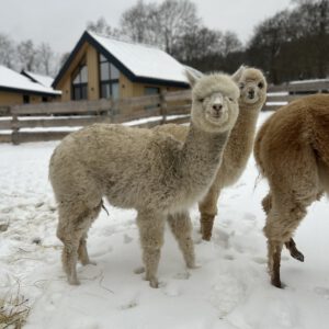 Alpakazucht 28 AVRB Pepes Pina Colada ♀