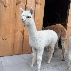 AVRB Pepes Pina Colada ♀