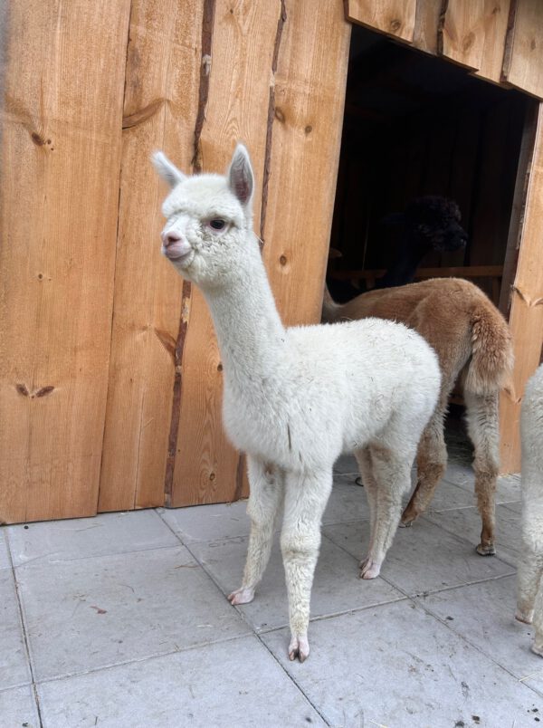 AVRB Pepes Pina Colada ♀