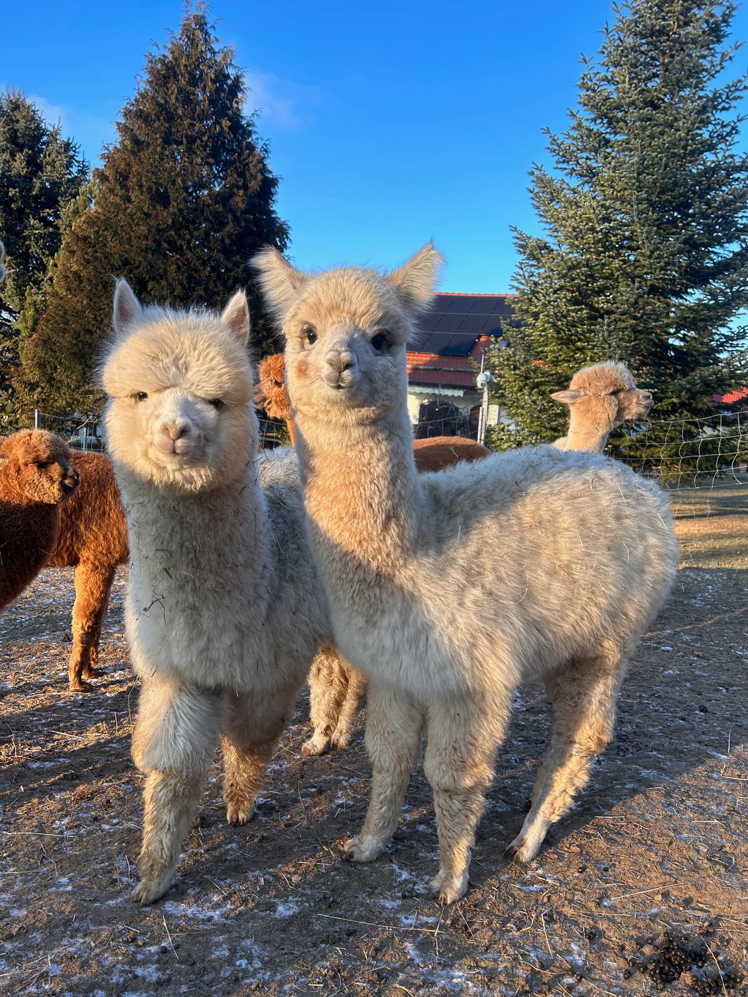 AVRB Xanadu Anthems Ascension ♂ 2 AVRB Xanadu Anthems Ascension ♂ – Bild 2