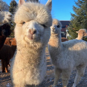 Alpakazucht 24 AVRB Xanadu Anthems Ascension ♂