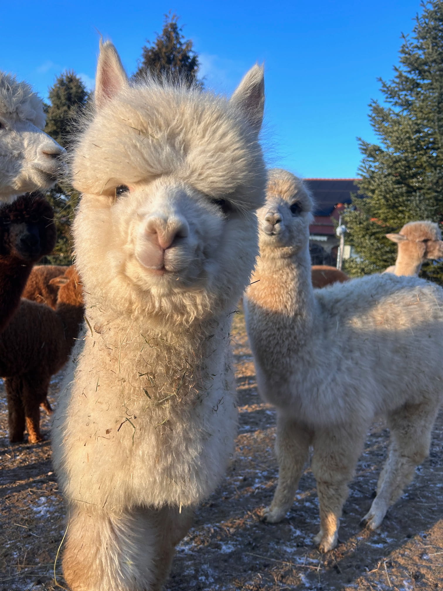 AVRB Xanadu Anthems Ascension ♂ 1 AVRB Xanadu Anthems Ascension ♂