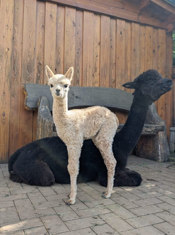 AVRB Pepes Daiquiri ♀